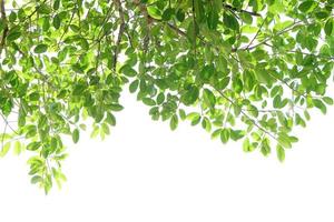 green leaves on a white background photo