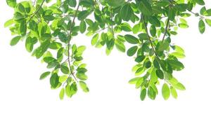 green leaves on a white background photo