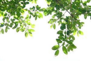 green leaves on a white background photo