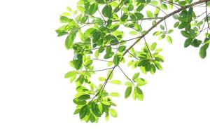 green leaves on a white background photo