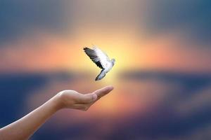 Concept of freedom. shadow dove flies over a human hand. golden sun background in the morningackground in the morning photo