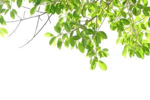 World environment day.Green leaves on a white background photo