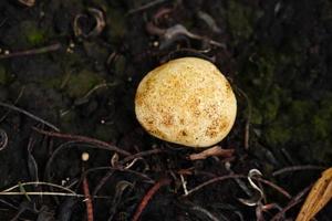 Poisonous mushrooms are rounded on the ground. photo