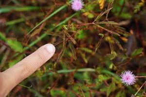 Hands touch sensitive plant leaves photo