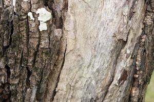 Bark background with cracks of bark photo