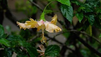 fleur d'hibiscus rose sous la pluie video