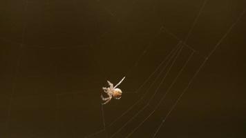 l'araignée tisse une toile video