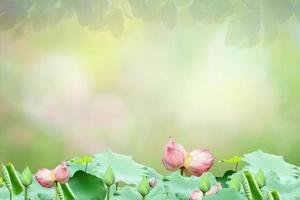 Lotus flower Blur circle bokeh green leaf background. Blurry yellow leaves rays light flare nature backdrop. photo