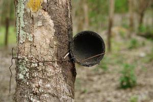 rubber trees cut water for processing. photo