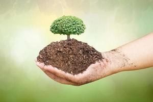 World Environment Day.Children holding small trees with sunlight on green nature background. photo