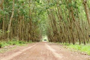 rubber tree tunnel There is a red road in the middle. photo