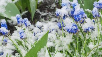 Blaue Muscari-Blüten unter dem Schnee