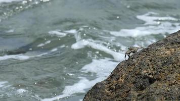 granchio sulla roccia in spiaggia video