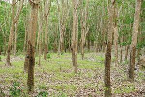 rubber trees cut water for processing. photo