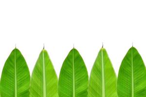 banana leaves on a white background photo