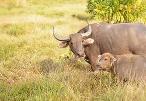 Baby buffalo and mother on the meadow photo