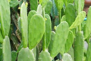 fondo de cactus en el jardín foto