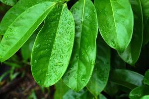 gotas de agua en las hojas en la temporada de lluvias día mundial del medio ambiente foto