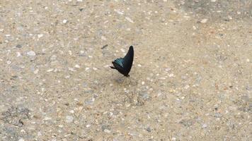 Butterfly Common Mormon video