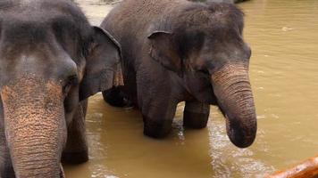 Feeding elephants in National park video