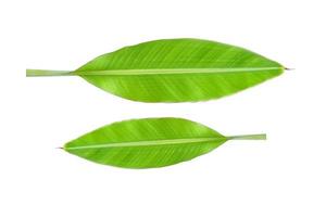 banana leaves on a white background photo