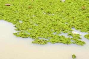 river weeds covered on the water surface photo