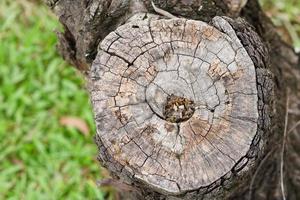 cut branches from the trunk photo