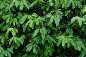 fondo de hoja verde del concepto del día mundial del medio ambiente foto