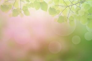 Blur circle bokeh green leaf background. Blurry yellow leaves rays light flare nature backdrop. photo