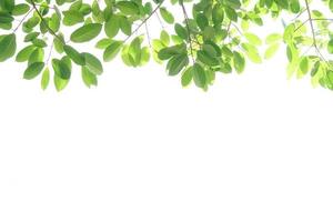 World environment day.Green leaves on a white background photo