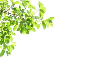 World environment day.Green leaves on a white background photo