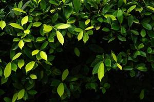 fondo de hoja verde del concepto del día mundial del medio ambiente foto