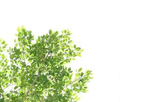 World environment day.Green leaves on a white background photo