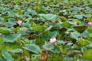 Lotus plantation background for eating and worshiping monks photo