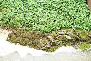 river weeds covered on the water surface photo