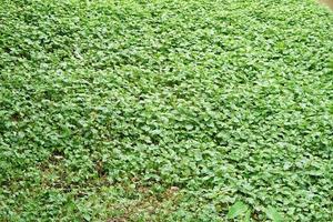 river weeds covered on the water surface photo