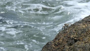 krab op de rots op het strand video