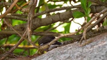 myna común acridotheres tristis video