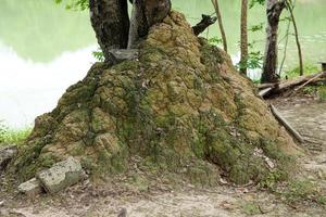 las termitas utilizan el suelo para anidar en el barro de los árboles. foto