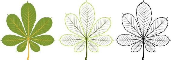 Set of different chestnut leaves. Includes colorful, contour and black outline leaves. vector