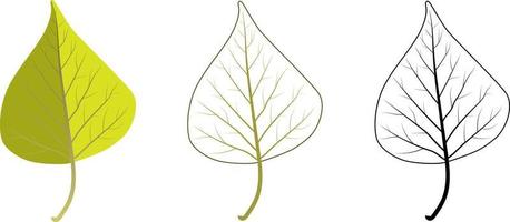 Set of different birch tree leaves. Includes colorful, contour and black outline leaves. vector