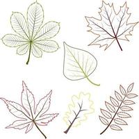 Set of different outline autumn maple grape oak rowan birch tree chestnut leaves. Includes contour leaves. vector