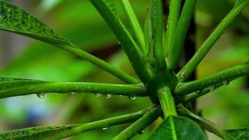 hojas de plumeria con gotas de lluvia video