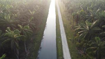 Aerial fly over the river and small path in oil palm video
