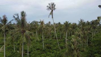 Aerial fly over coconut tree plantation video