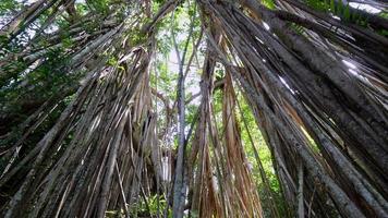 inclinez la haute racine d'arbre du banian video