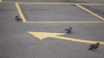 Select focus pigeons at the yellow marking road sign video