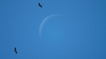 Flock of Asian Openbill birds against waning crescent of the moon video