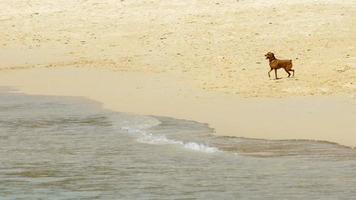 toy terrier sur la plage de sable video