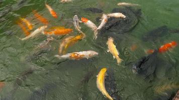 peixes koi e carpa prateada na lagoa comendo. video